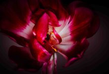 Tulpen